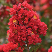 Afbeelding in Gallery-weergave laden, Lagerstroemia indica ‘Best Red’ - Indische sering (Struik of op stam)
