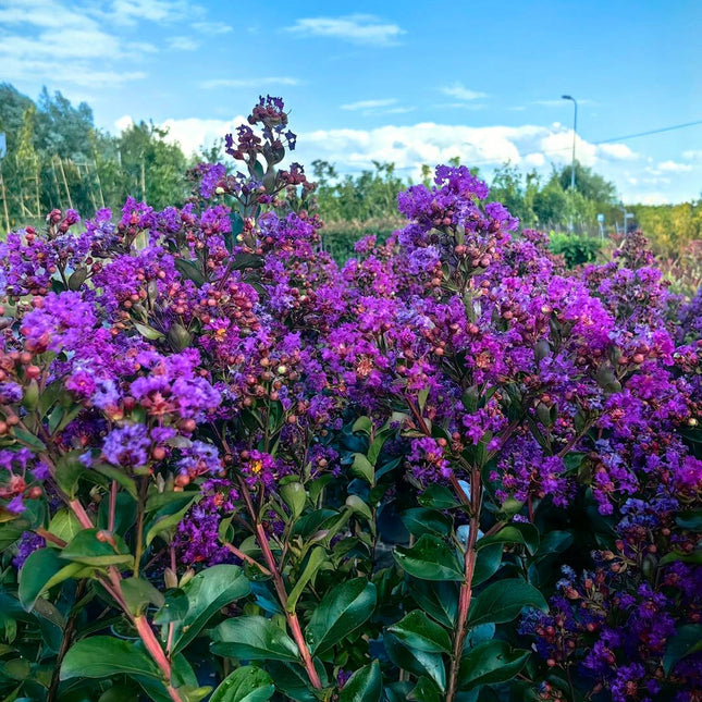 Lagerstroemia indica ‘Purple Star’ - Indische sering (Struik of op stam)