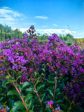 Afbeelding in Gallery-weergave laden, Lagerstroemia indica ‘Purple Star’ - Indische sering (Struik of op stam)
