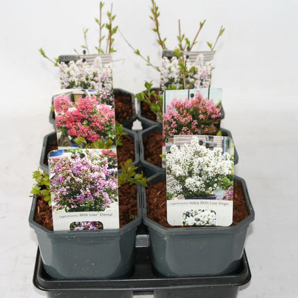 Lagerstroemia indica - Indische Sering in div. kleuren