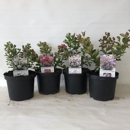 Lagerstroemia indica - Indische Sering in div. kleuren