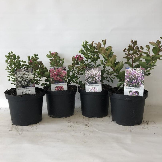 Lagerstroemia indica - Indische Sering in div. kleuren