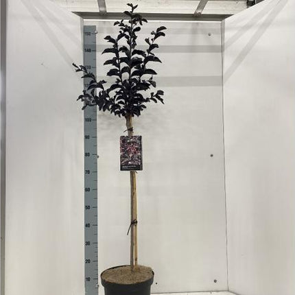 Lagerstroemia indica Best Red op stam