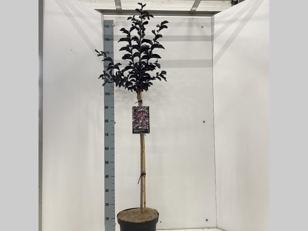 Lagerstroemia indica Best Red op stam