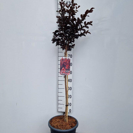 Lagerstroemia indica ‘Best Red’ - Indische sering (Struik of op stam)