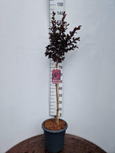 Afbeelding in Gallery-weergave laden, Lagerstroemia indica ‘Best Red’ - Indische sering (Struik of op stam)
