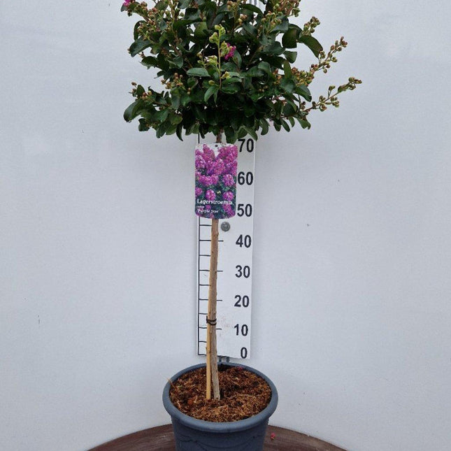 Lagerstroemia indica ‘Purple Star’ - Indische sering (Struik of op stam)