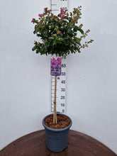 Afbeelding in Gallery-weergave laden, Lagerstroemia indica ‘Purple Star’ - Indische sering (Struik of op stam)
