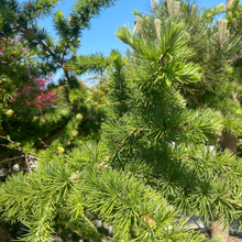 Afbeelding in Gallery-weergave laden, Larix kaempferi - Japanse lork
