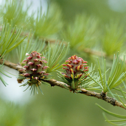 Larix kaempferi - Japanse lork