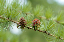 Afbeelding in Gallery-weergave laden, Larix kaempferi - Japanse lork
