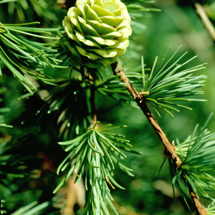 Larix kaempferi - Japanse lork