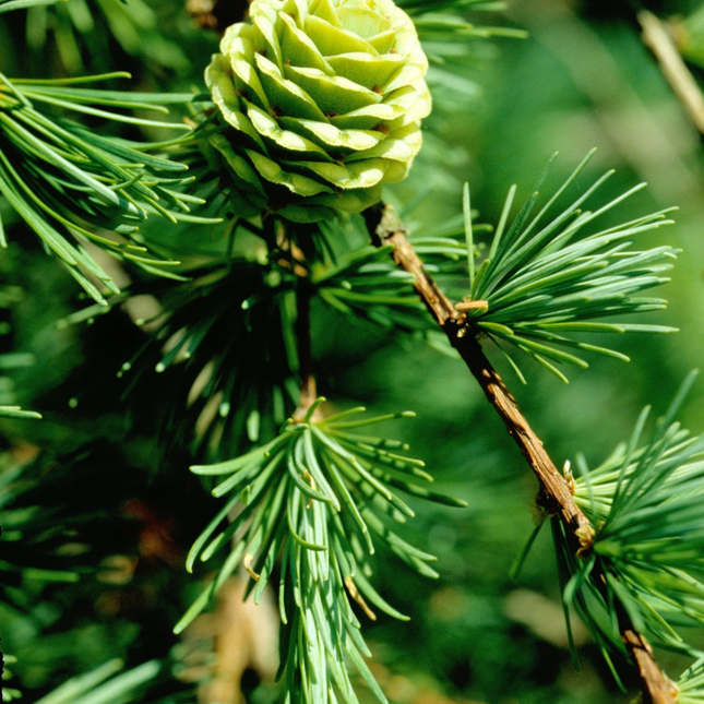 Larix kaempferi - Japanse lork