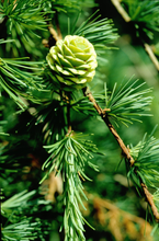 Afbeelding in Gallery-weergave laden, Larix kaempferi - Japanse lork
