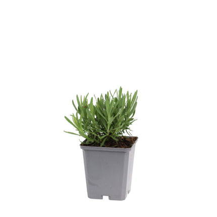 Lavandula angustifolia ‘Rosea’ jonge plant in P9 pot met compact zilvergrijs blad, geschikt voor border of pot.