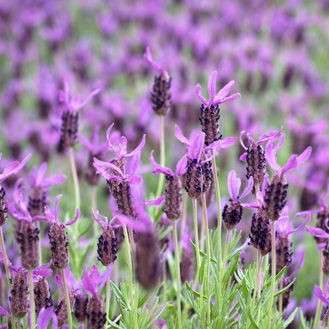 Bloeiende kuiflavendel Lavandula stoechas met paarse kuifbloemen