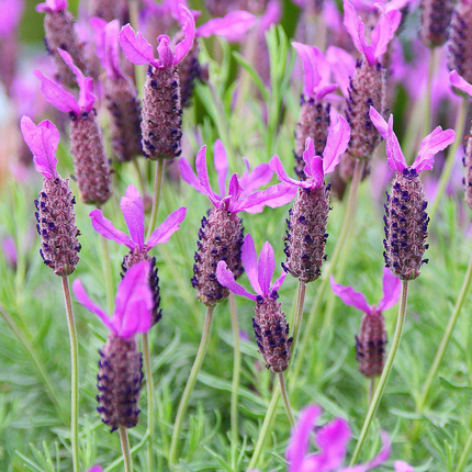 Lavandula Stoechas - Kuiflavendel