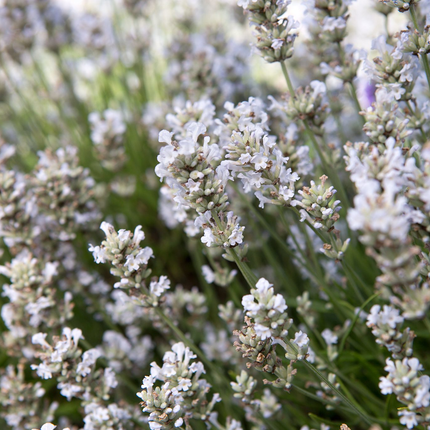 Lavandula angustifolia 'Alba' - Witte lavendel