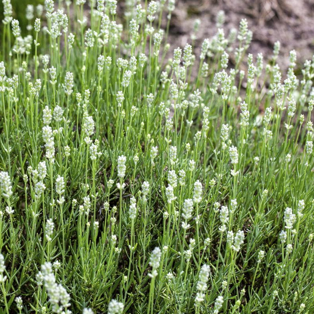 Lavandula angustifolia 'Alba' - Witte lavendel