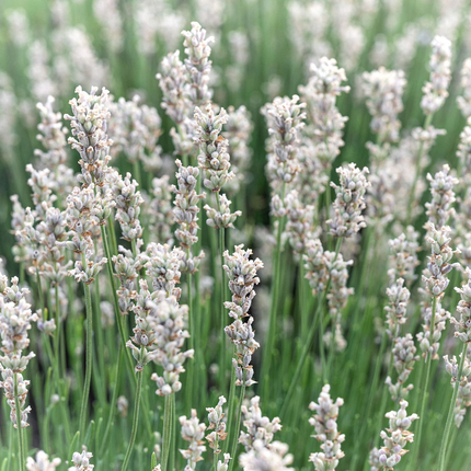Lavandula angustifolia 'Alba' - Witte lavendel