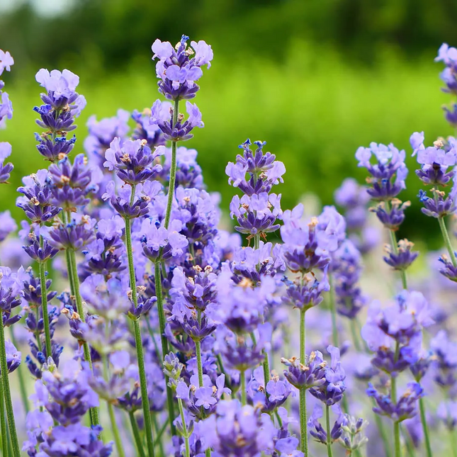 Lavandula angustifolia 'Dwarf Blue' - Helder blauw/paarse lavendel