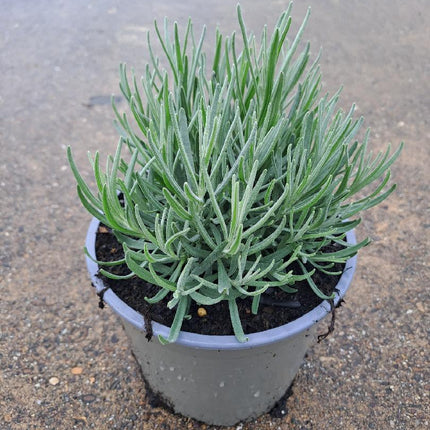Lavandula angustifolia 'Dwarf Blue' - Helder blauw/paarse lavendel