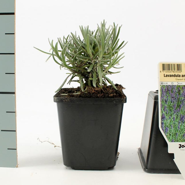 Lavandula angustifolia 'Dwarf Blue' - Helder blauw/paarse lavendel