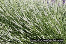 Afbeelding in Gallery-weergave laden, Borderpakket &#39;Pastel &amp; Wit&#39; - 5m² - 50 planten
