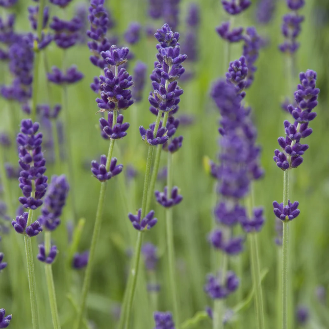 Lavandula angustifolia 'Hidcote' - Diep violet/paarse Lavendel