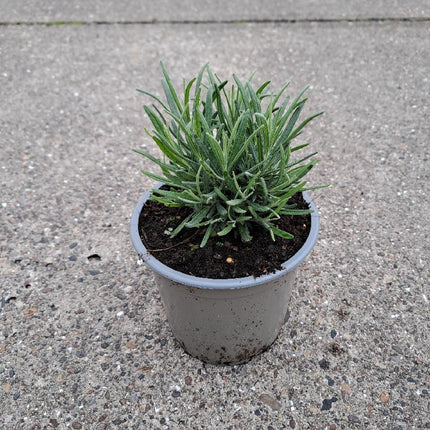Lavandula angustifolia 'Munstead' -  Licht blauw/paarse lavendel