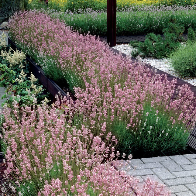 Lavandula angustifolia 'Rosea' - Roze Lavendel