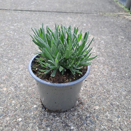 Lavandula angustifolia 'Rosea' - Roze Lavendel