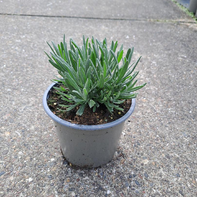 Roze lavendel Lavandula angustifolia ‘Rosea’ in pot klein