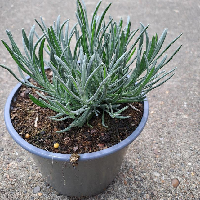 Lavandula intermedia 'Grosso' - Violetblauwe lavendel