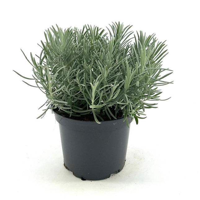 Paarse lavendel Lavandula intermedia ‘Phenomenal’ in pot klein