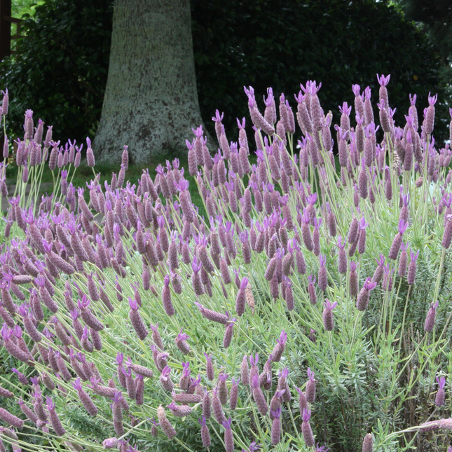 Lavandula Stoechas - Kuiflavendel
