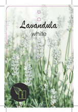 Afbeelding in Gallery-weergave laden, Lavandula angustifolia &#39;Alba&#39; - Witte lavendel
