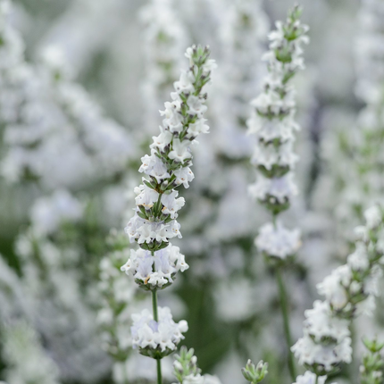 Lavandula intermedia 'Edelweiss' - Witte lavendel