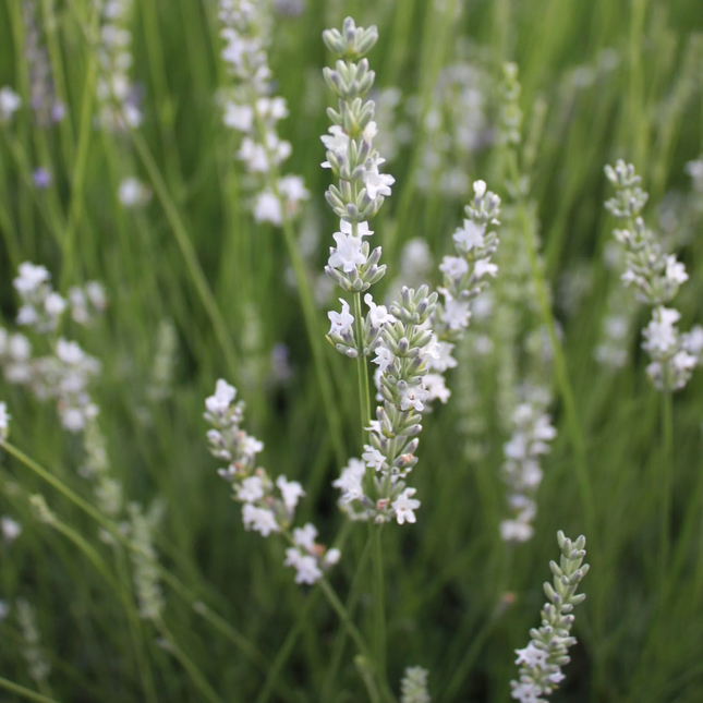 Lavendel Lavandula intermedia ‘Edelweiss’ met opgaande groei