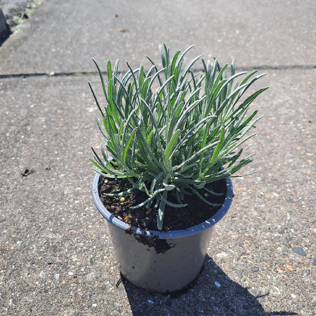 Lavandula intermedia 'Edelweiss' - Witte lavendel