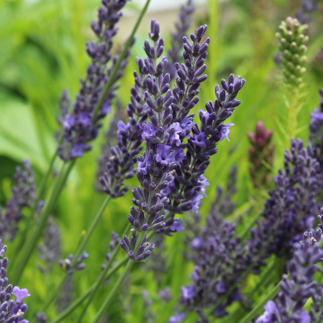 Lavandula intermedia 'Grosso' - Violetblauwe lavendel