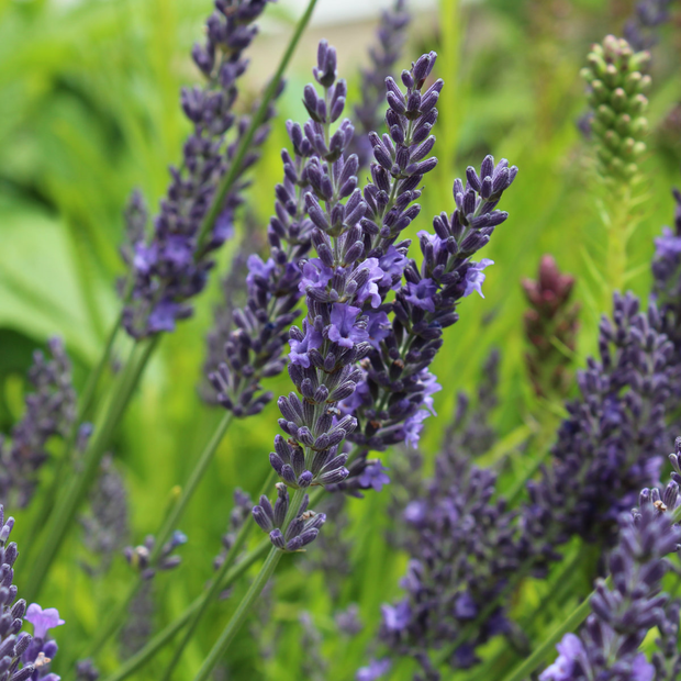 Detail van violetblauwe bloemen van lavendel Lavandula intermedia ‘Grosso’