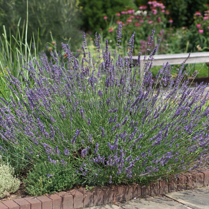 Lavandula intermedia 'Phenomenal' - Paarse lavendel