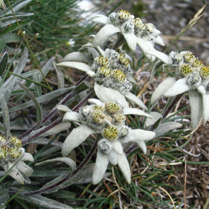 Leontopodium alpinum - Edelweiss