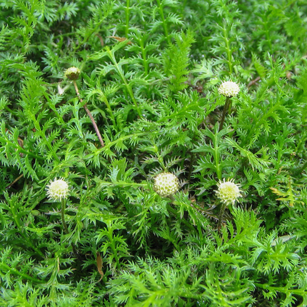 Leptinella squalida - Koperknoopje