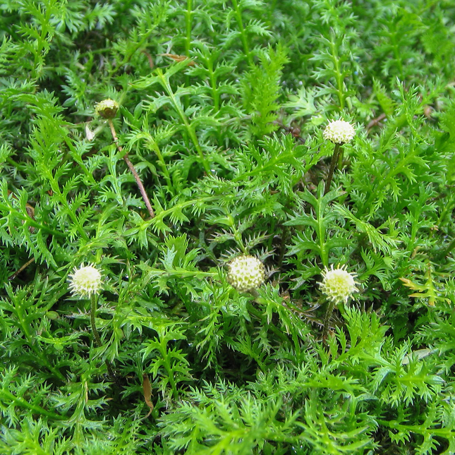 Leptinella squalida - Koperknoopje