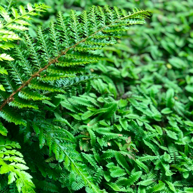 Leptinella squalida - Koperknoopje