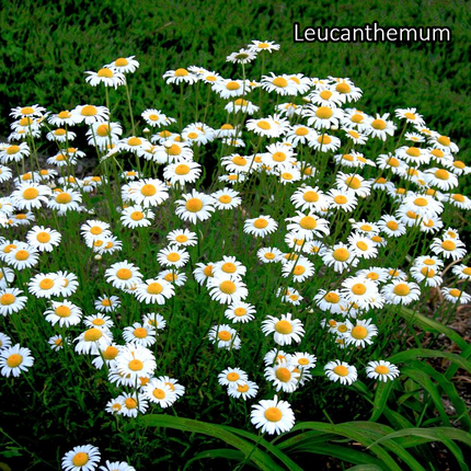 Borderpakket 'Wild & Inheems' - 5m² - 40 planten