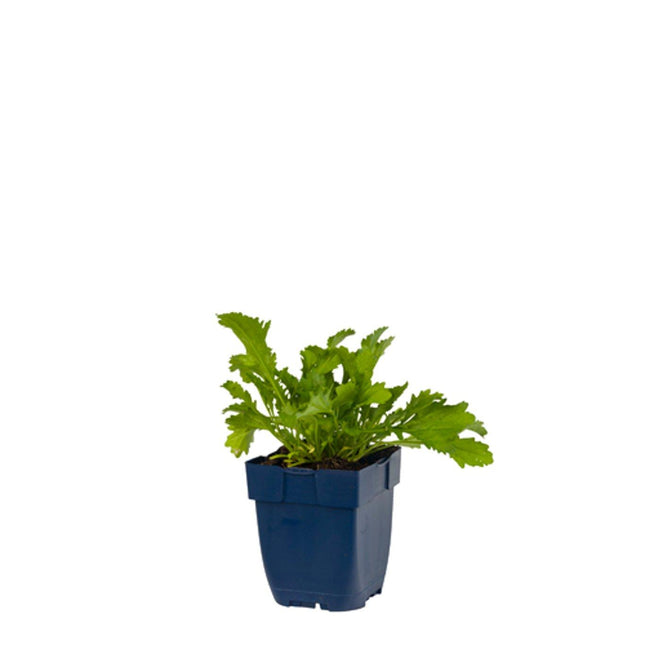 Leucanthemum vulgare 'Maikönigin' - Gewone margriet