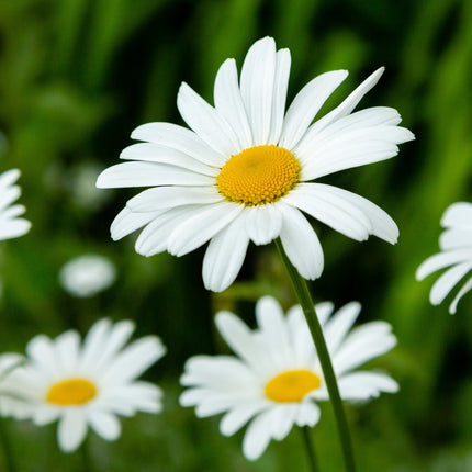 Leucanthemum vulgare (gewone margriet) met witte bloemblaadjes en een geel hart, bloeiend op slanke stelen tegen een onscherpe groene achtergrond.